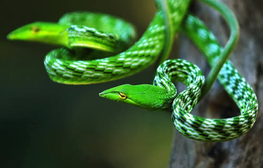 Snake Farm Weligama Weligama