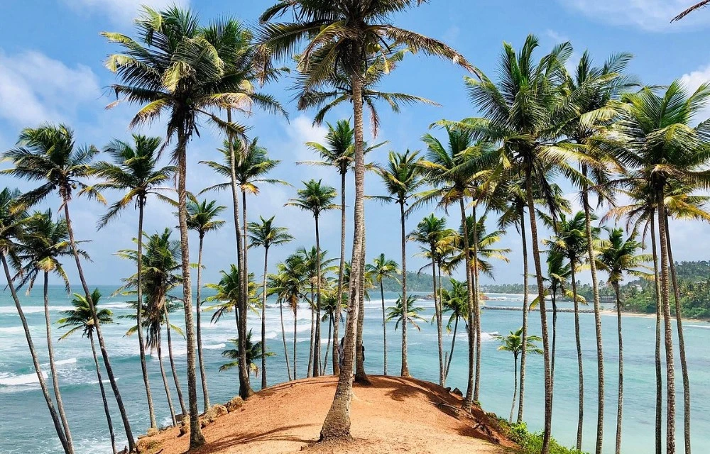 Coconut Tree Hill Weligama