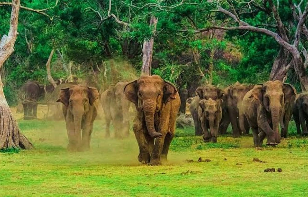 Udawalawe National Park Weligama