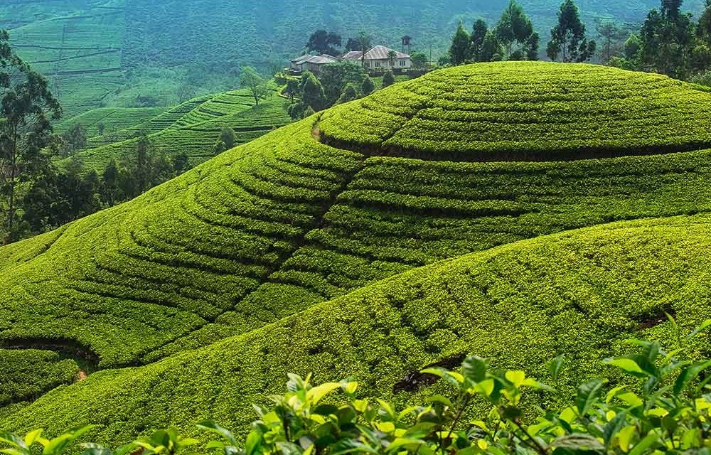 Handunugoda Tea Plantation Weligama